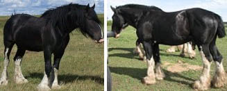 Armageddon Lord Cain - Clydesdale Stallions At Stud